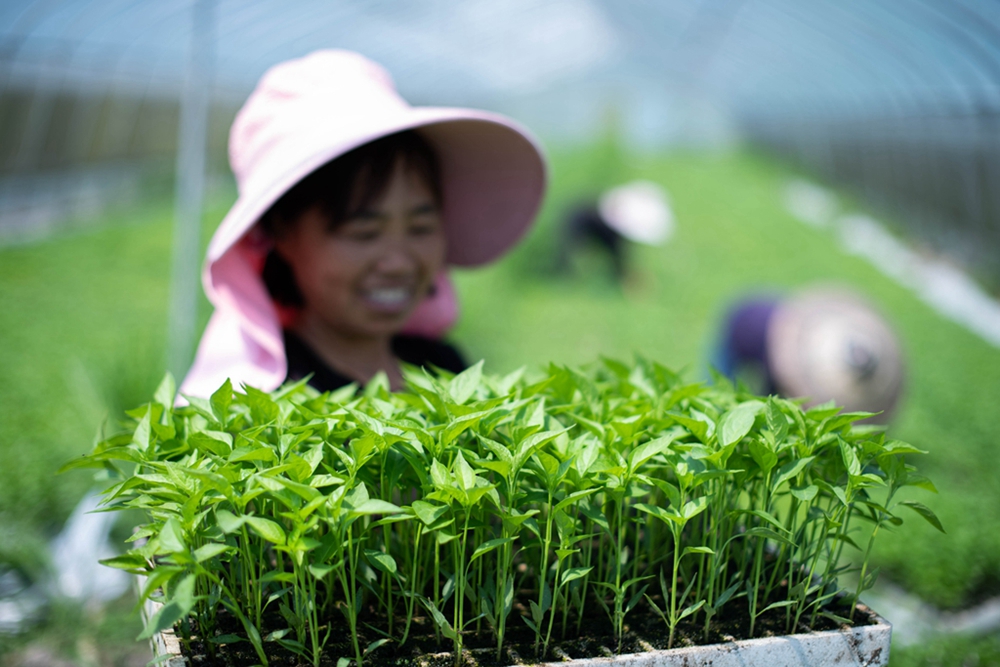 （供稿）贵州天柱：立夏至  农事忙_fororder_2022年5月4日，天柱县渡马镇村民在塆场辣椒育苗基地出苗，准备栽植。