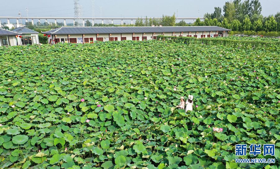 【城市远洋】河南宝丰：改善水源环境 打造生态家园