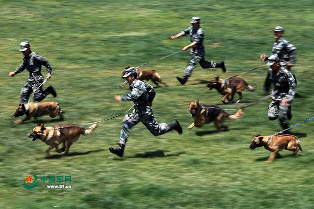 新疆军区军犬训练画面曝光 草原狂奔场面震撼(组图)