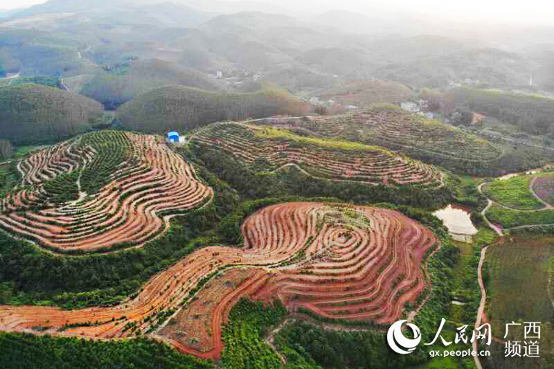 广西上思：万亩油茶助力增收脱贫