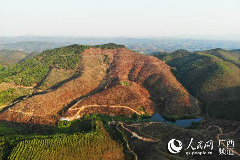 广西上思：万亩油茶助力增收脱贫