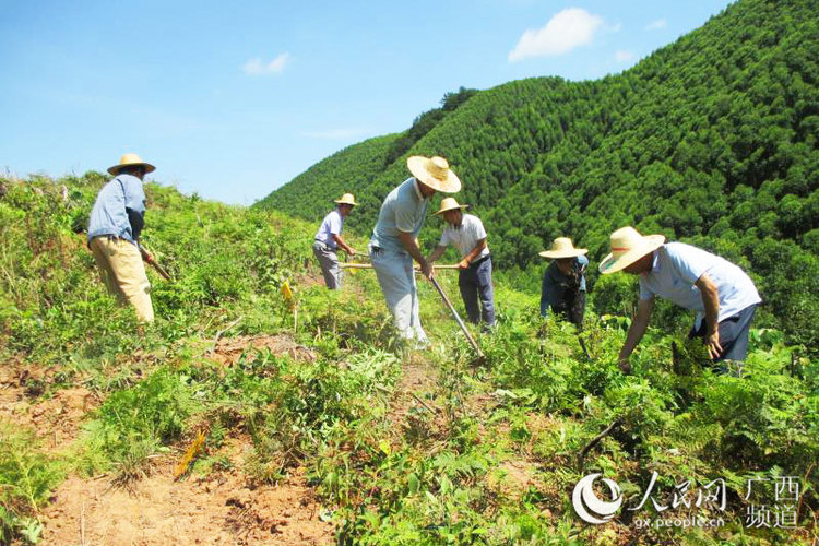 广西上思：万亩油茶助力增收脱贫