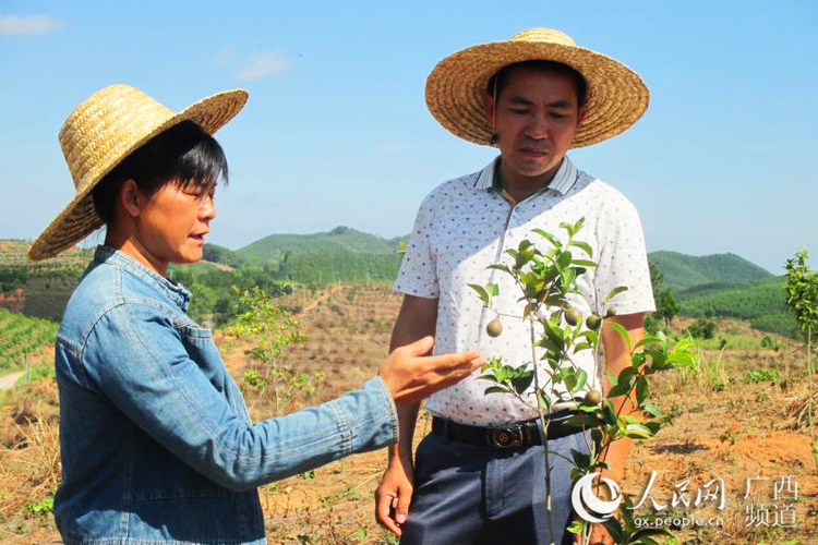 广西上思：万亩油茶助力增收脱贫