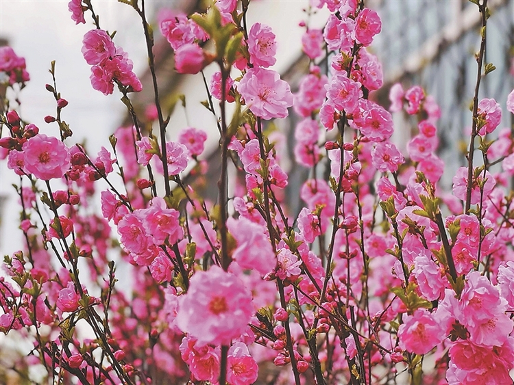 榆叶梅赏花季来了