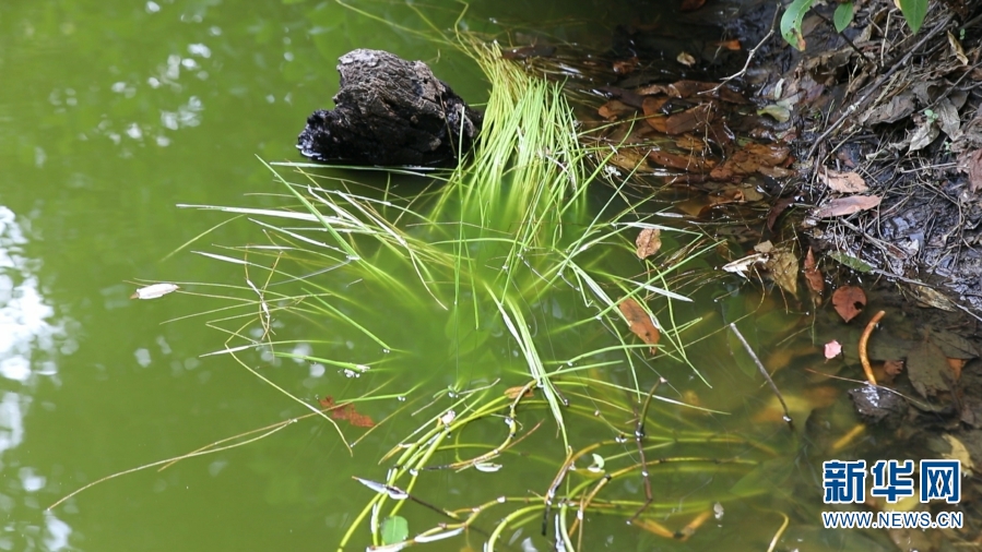 【转载】植物界“大熊猫”水韭现身云南