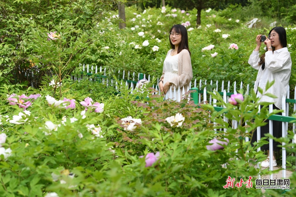 秦州区珍稀植物园牡丹花开正艳_fororder_牡丹2