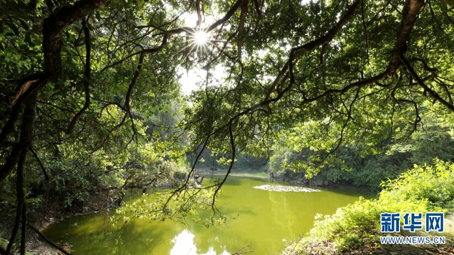 【转载】植物界“大熊猫”水韭现身云南