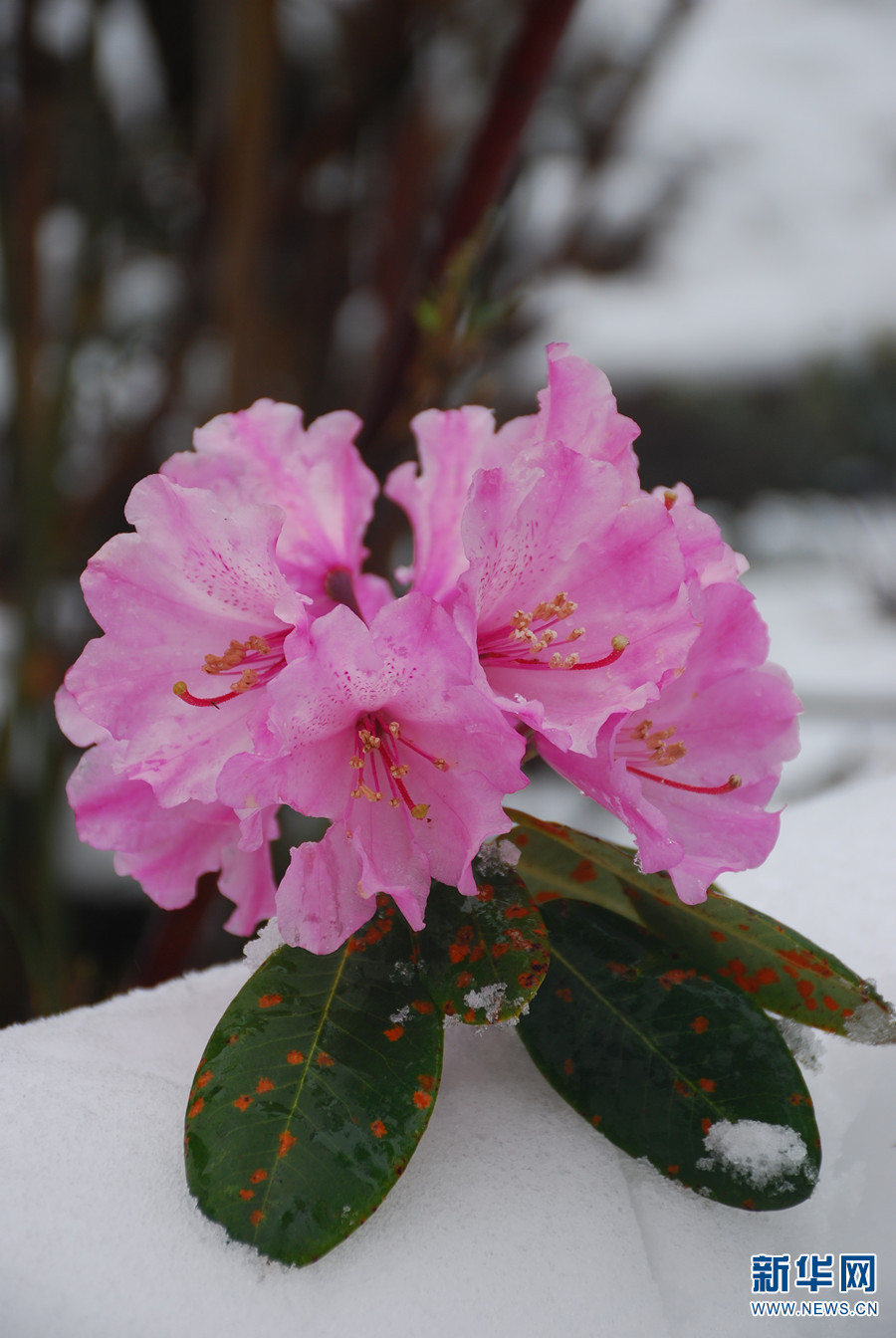 丽江玉龙雪山景区杜鹃花迎雪绽放