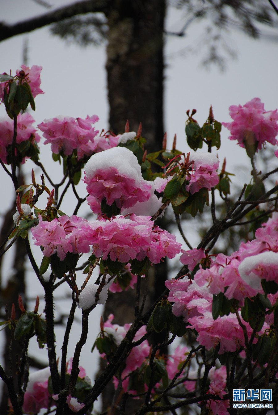 丽江玉龙雪山景区杜鹃花迎雪绽放