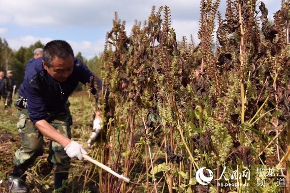 龙江森工桦南林业局荣获“紫苏特色小镇”称号