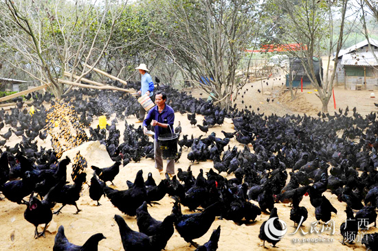 广西东兰：退耕还林20年 美了生态富了群众