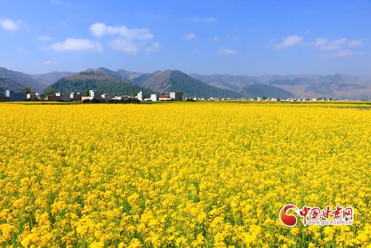 【文旅焦点图】【陇拍客】变装“黄色海洋” 岷县十里镇千亩油菜花竞相绽放_fororder_油菜花1