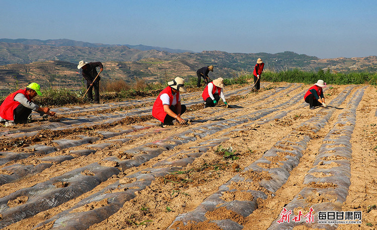 【县域】礼县雷王乡：整治撂荒地 复耕致富田_fororder_理县4