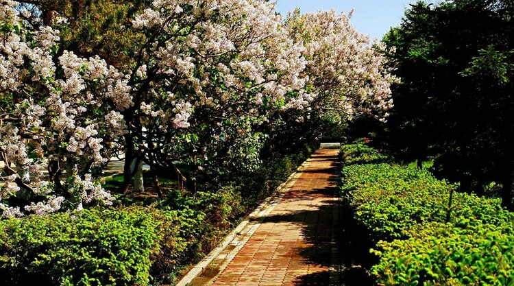 满城芬芳时，一路找寻丁香的故事