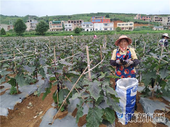 贵州安顺西秀区大西桥镇： 产业兴旺 致富有望