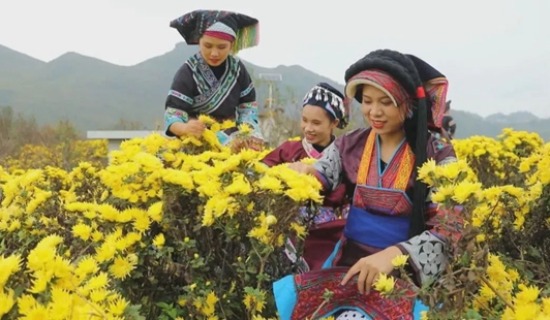 贵州关岭：花海盛开正当时