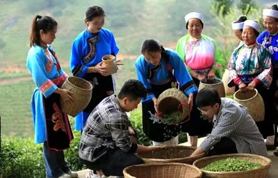 安顺西秀：茶旅融合带动乡村振兴