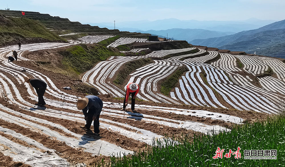 【县域】礼县雷王乡：整治撂荒地 复耕致富田_fororder_理县3