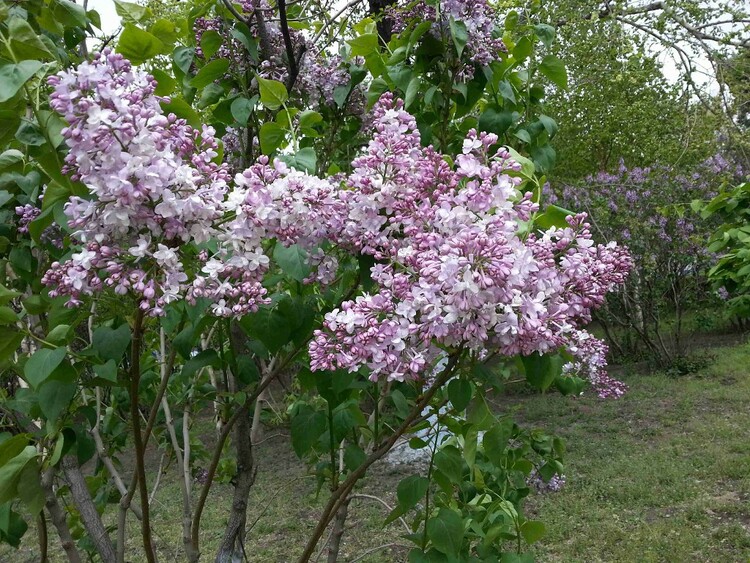 满城芬芳时，一路找寻丁香的故事