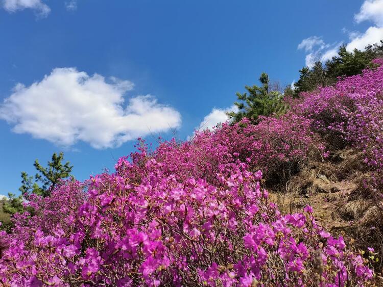 一处小村花海 一段英雄往事