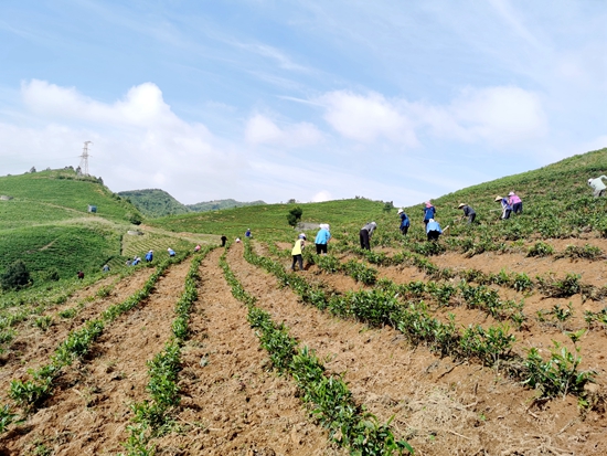 贵州惠水：干群齐心抓生产  涟江大地农事忙_fororder_惠水3