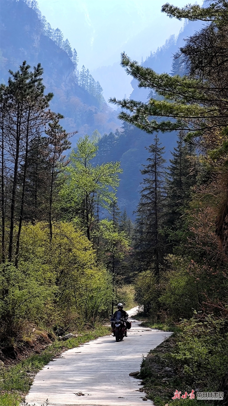 飞瀑流泉松涛阵阵 山峰叠翠奇石林立 宕昌黄家路林区风光旖旎_fororder_11