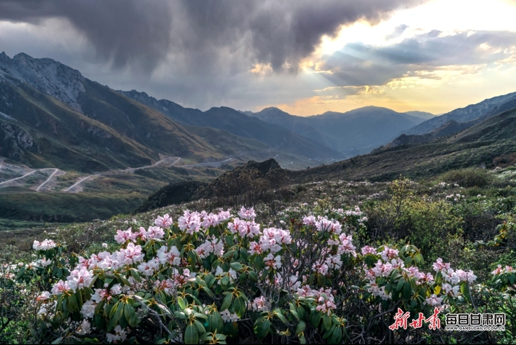 【文旅焦点图】惟有此花随越鸟 一声啼处满山红 甘南高山杜鹃陆续开花_fororder_8