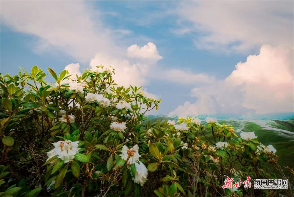 【文旅焦点图】惟有此花随越鸟 一声啼处满山红 甘南高山杜鹃陆续开花_fororder_5