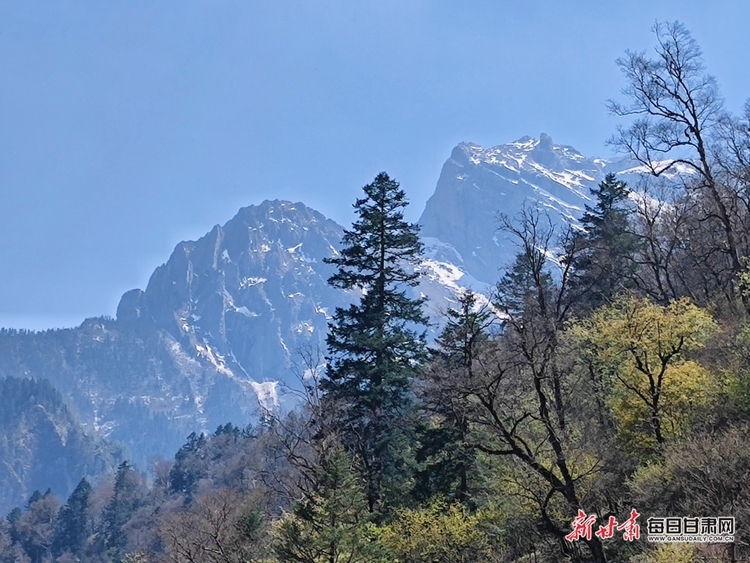 飞瀑流泉松涛阵阵 山峰叠翠奇石林立 宕昌黄家路林区风光旖旎_fororder_2