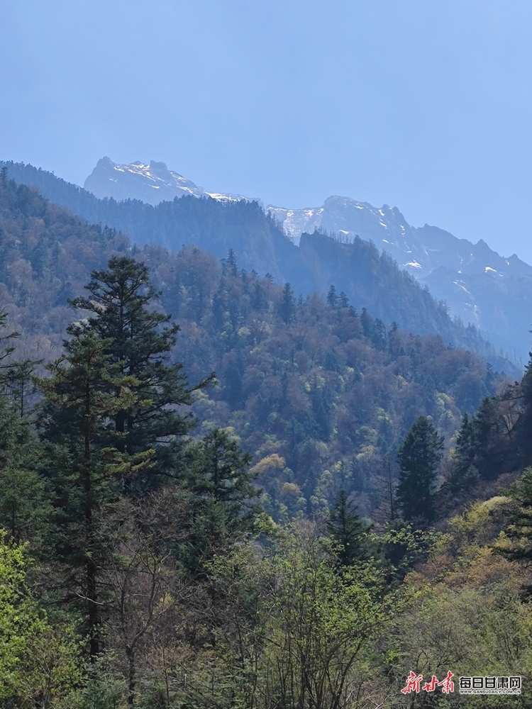 飞瀑流泉松涛阵阵 山峰叠翠奇石林立 宕昌黄家路林区风光旖旎_fororder_8