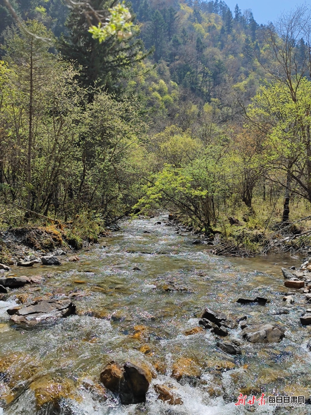 飞瀑流泉松涛阵阵 山峰叠翠奇石林立 宕昌黄家路林区风光旖旎_fororder_7