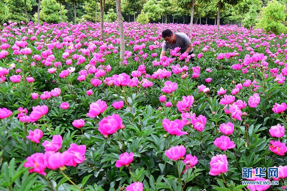 湖北恩施州：芍药花开漫山芳 林下经济助增收