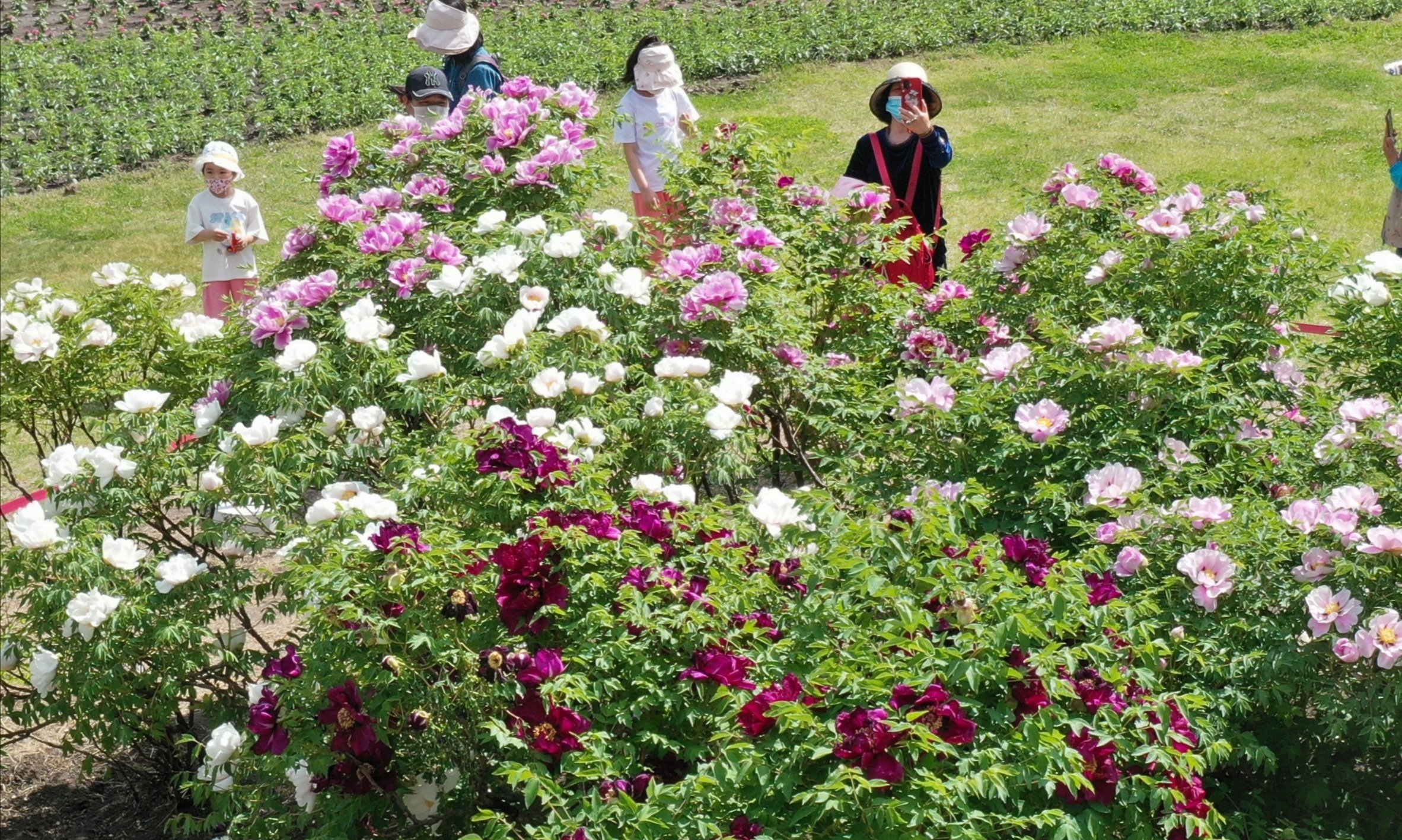 太阳岛上牡丹花开，有视频→