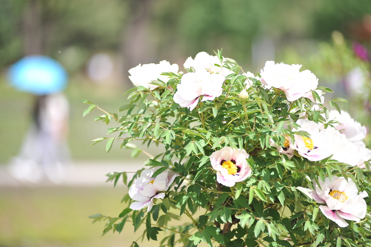 太阳岛上牡丹花开，有视频→