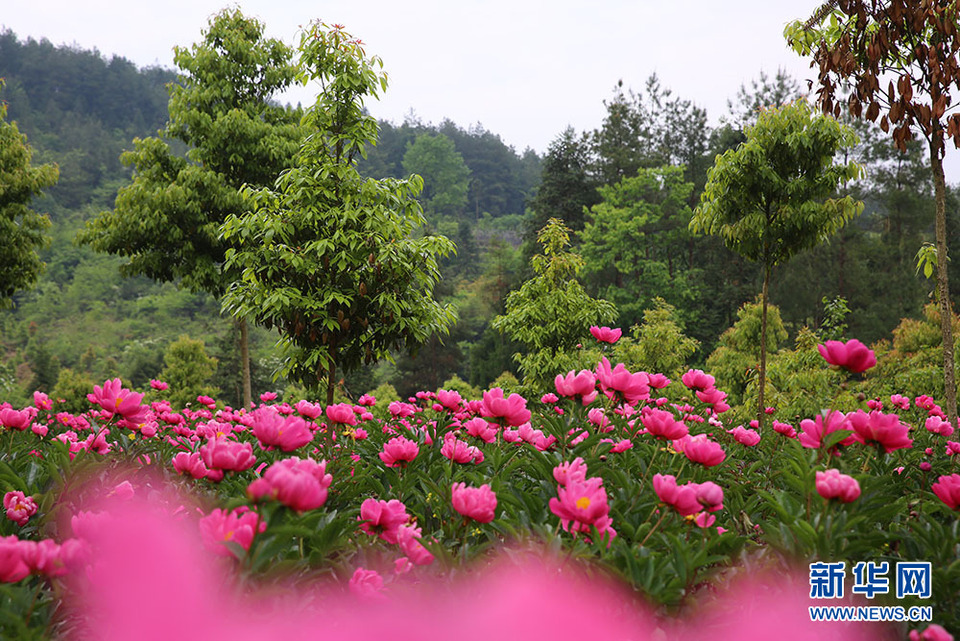 湖北恩施州：芍药花开漫山芳 林下经济助增收