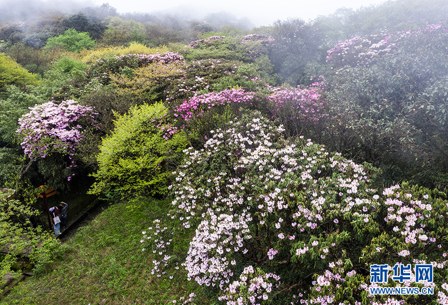 【城市远洋带图】重庆南川：金佛山杜鹃花开 花团锦簇云海相伴