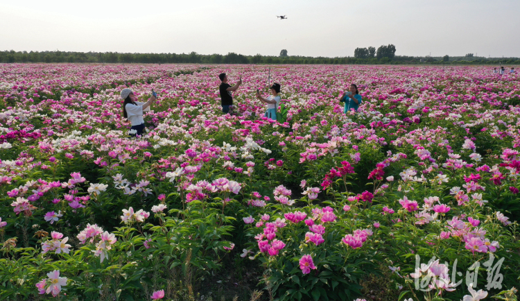 河北任丘：百亩芍药花海绽放