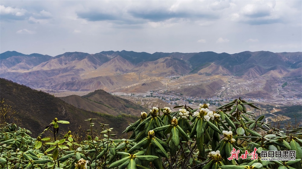 【文旅焦点图】高山杜鹃花绽放榆中马啣山_fororder_9