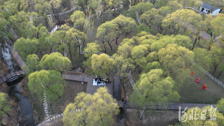 浓荫下漫步 草地上撒野 邯郸美得就是这么“亲密”