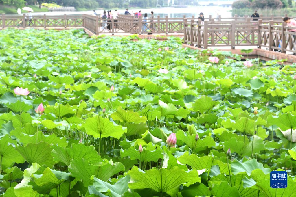 广西南宁：初夏荷塘生机浓