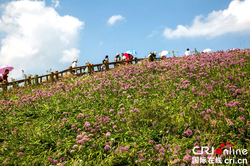 贵州毕节赫章：万亩野生韭菜花盛开（组图）