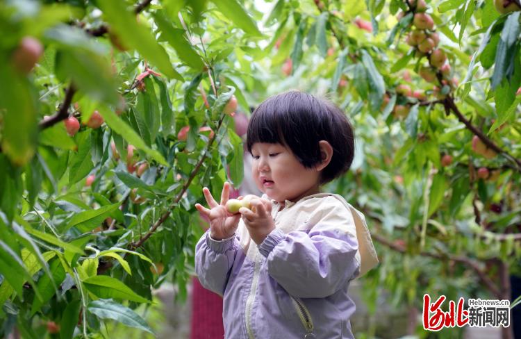 河北内丘：错季水果助农增收