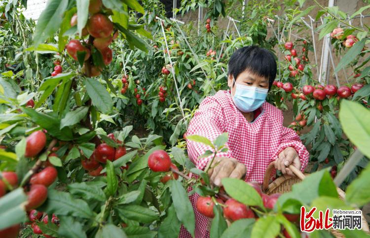 河北内丘：错季水果助农增收