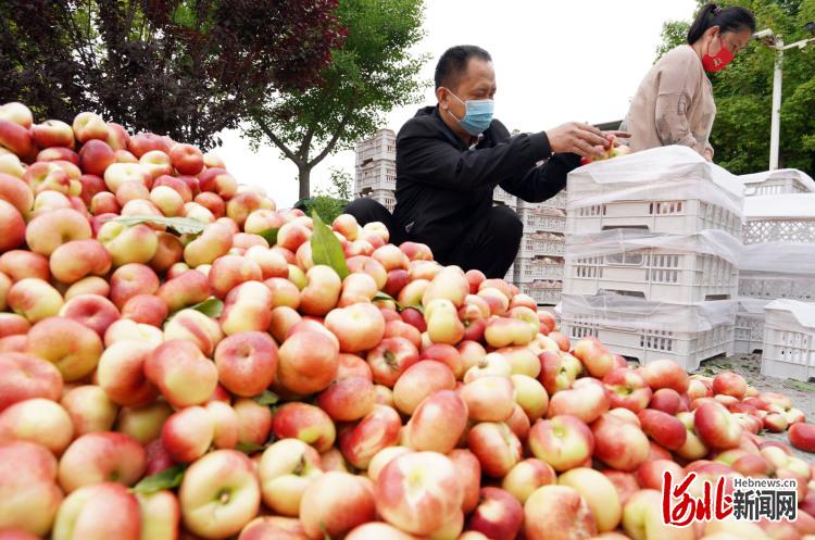 河北内丘：错季水果助农增收