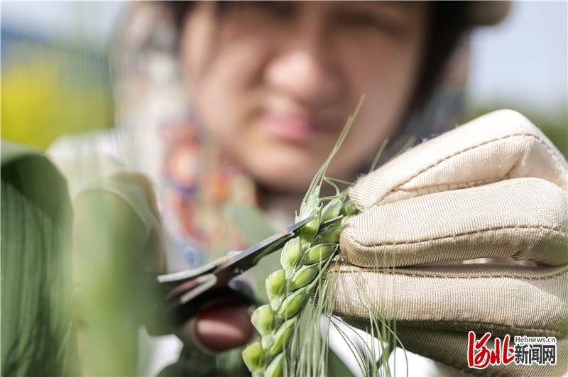 种子诞生记①：一粒小麦的“强筋梦”