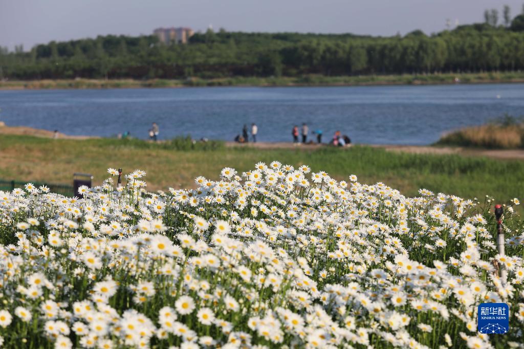 河北石家庄：滹沱河生态治理见成效