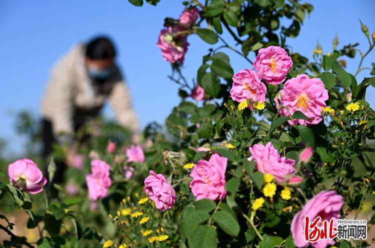 河北邯郸市复兴区：玫瑰铺就“芬芳路”