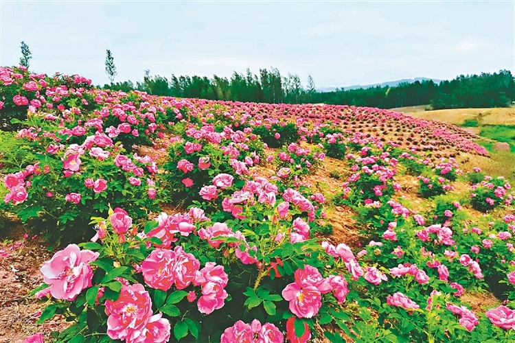 黑龙江省延寿县：花海邀您打卡！