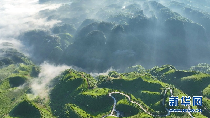 湖北鹤峰：万亩茶山 “碧波”荡漾