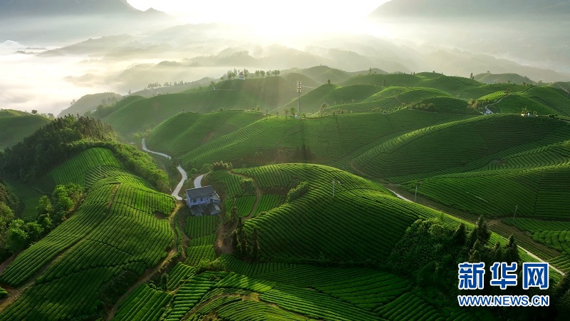 湖北鹤峰：万亩茶山 “碧波”荡漾